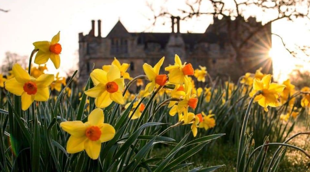 Dazzling Daffodils & Canterbury